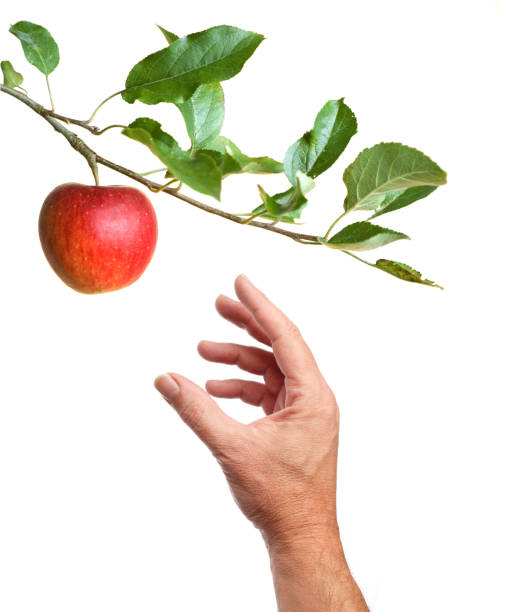 Picking an apple from a tree Hand picking an apple from an apple-tree. Isolated on a white background apple tree photos stock pictures, royalty-free photos & images