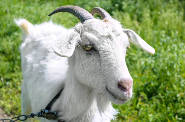 istock White dairy breed goat on green grass background. Farm concept. 685591340