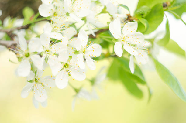 istock Spring blossom background. Cherry spring flower petals. Blooming garden in spring. 685591682