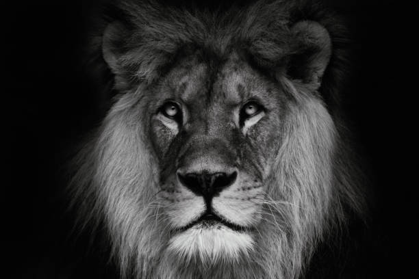 istock Portrait lion with black and white colour 685593838