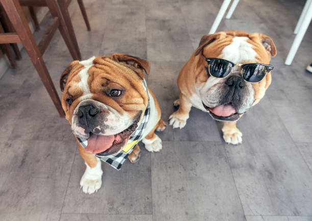 istock Cute English bulldogs 685594246