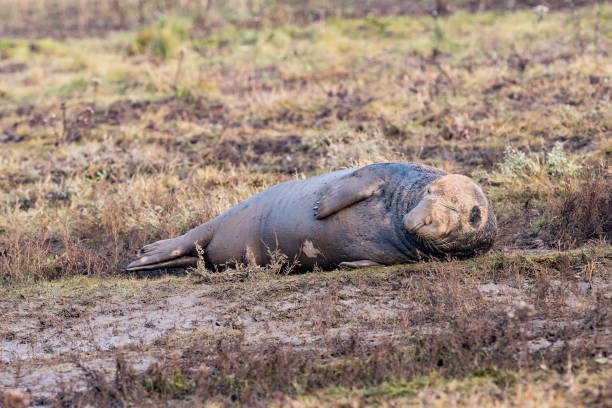 istock grey seal cow while looking at you 685605674