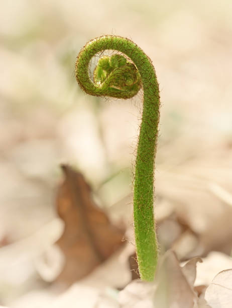 シダの葉の森 - fern bud growth child ストックフォトと画像