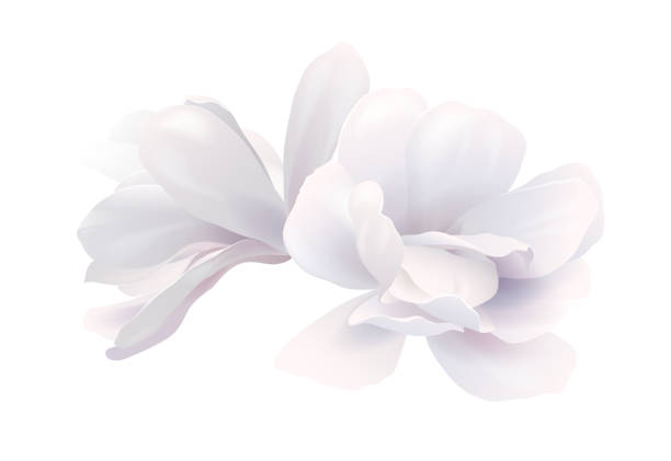 illustration von zwei weißen schönen magnolien, frühlingsblume isoliert auf weißem hintergrund - magnolien stock-grafiken, -clipart, -cartoons und -symbole