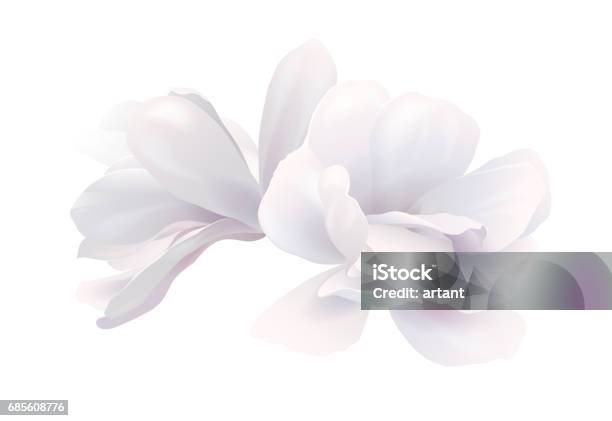 Illustration De Deux Beaux Magnolia Blancs Fleur De Source Disolement Sur Le Fond Blanc Vecteurs libres de droits et plus d'images vectorielles de Fleur - Flore