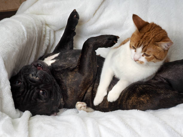 istock Dog and cat funny lying on a white blanket 685608864