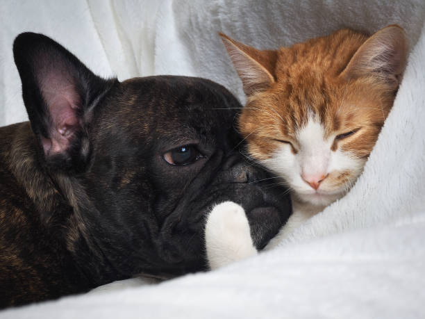 istock Cute dog and cat lie together 685609258