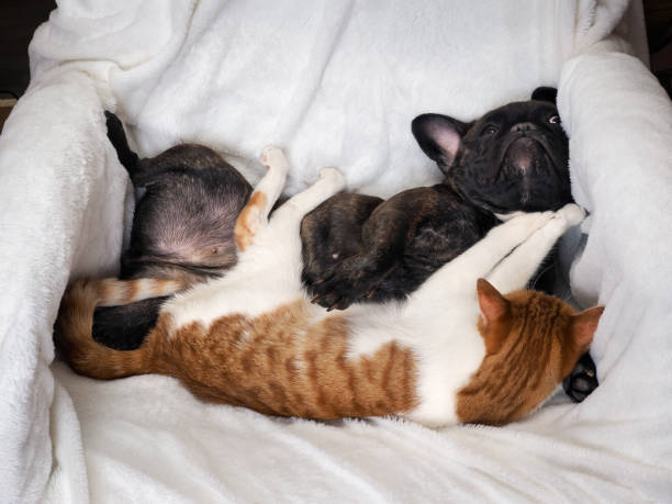 istock Dog and cat funny lying on a white blanket 685609826