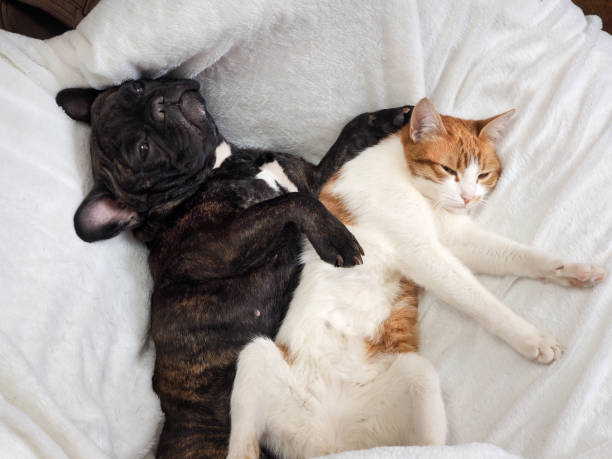 istock Dog and cat funny lying on a white blanket 685609946