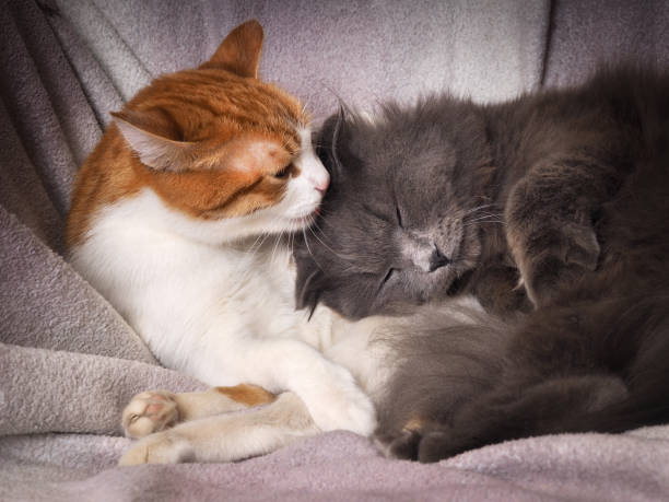 istock The tenderness, the love of two different cats 685615482