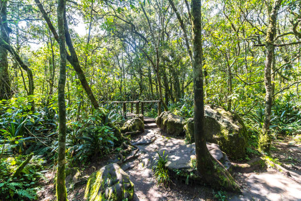 istock Lush jungle at Blyde River Canyon, South Africa 685615582