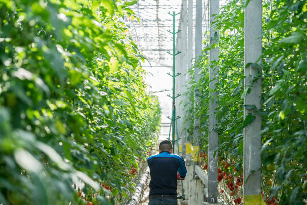 istock Tomatoes growing in a greenhouse 685615756