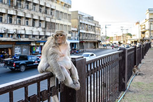 Monkey crowd sitting on fence in city..