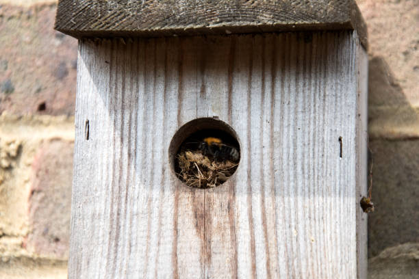 A Tree Bumblebee  (Bumpus hypnorum) Tree bumblebees are using an old bird nesting box that was last used by Wrens two years ago. The original nesting material is being used. bombus hypnorum pictures stock pictures, royalty-free photos & images