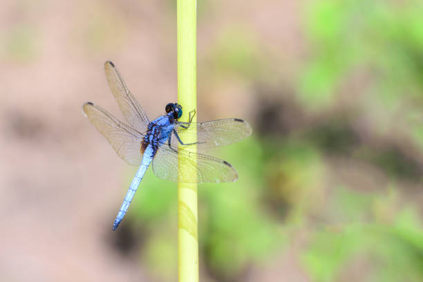 istock Blue dragonfly isolated on blur background. 685616212