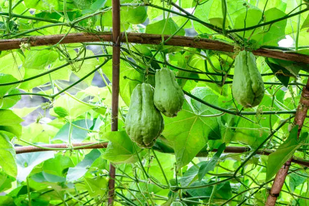 Chayote fruits hang on trellis.