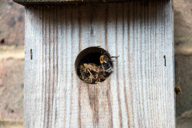 A Tree Bumblebee  (Bumpus hypnorum) Tree bumblebees are using an old bird nesting box that was last used by Wrens two years ago. The original nesting material is being used bombus hypnorum pictures stock pictures, royalty-free photos & images
