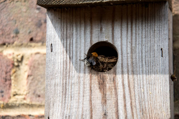 A Tree Bumblebee  (Bumpus hypnorum) Tree bumblebees are using an old bird nesting box that was last used by Wrens two years ago. The original nesting material is being used. bombus hypnorum pictures stock pictures, royalty-free photos & images