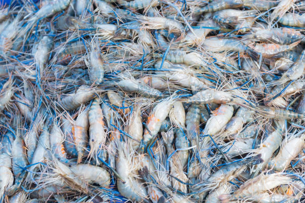 istock ThaiFresh prawns at fish market in THAILAND 685620126