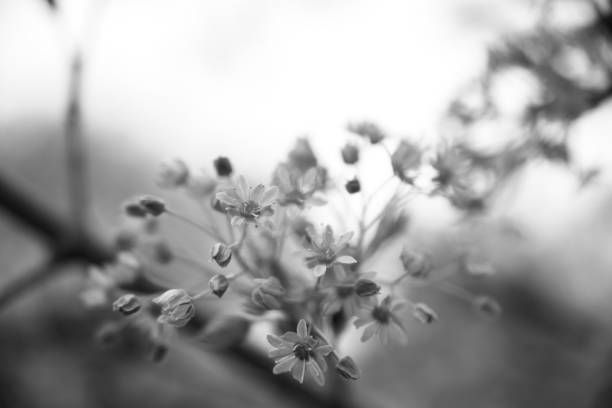 istock Flowers in black and white 685631260