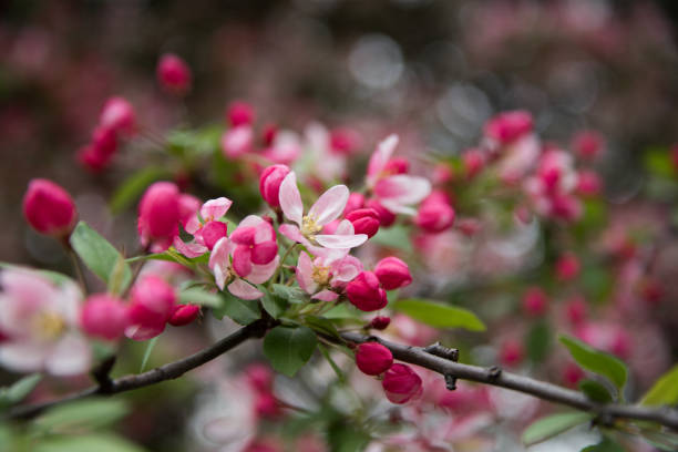 istock Pink flowers on a ground 685631380