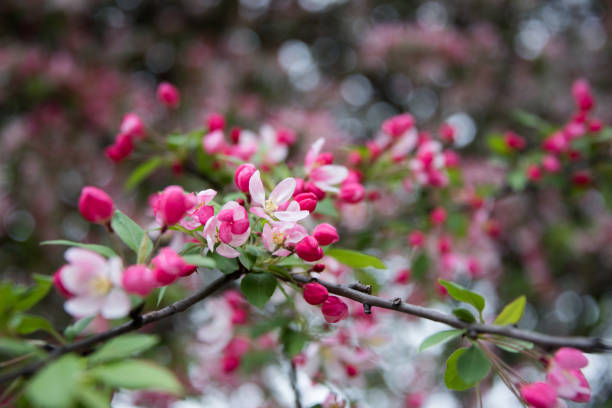istock Pink flowers on a ground 685631390