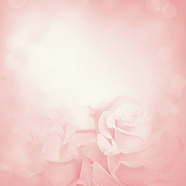 istock Beauty spring backgrounds with roses 685634546