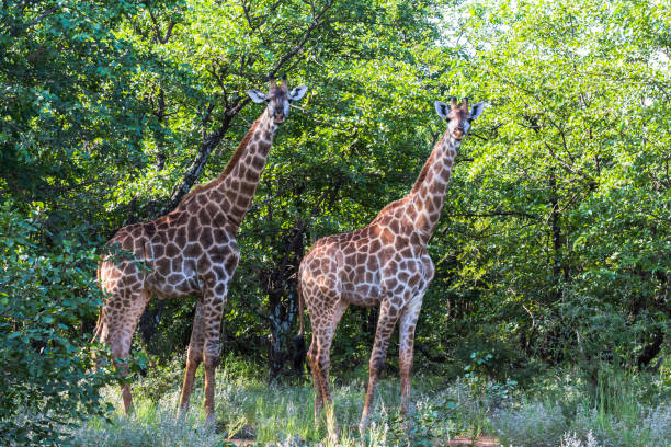 zwei giraffen stehen im kruger nationalpark, südafrika - kruger national park national park southern africa africa stock-fotos und bilder