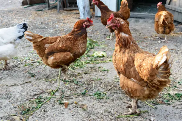 Photo of Several red farm chicken (breeds: Redbro, Lohmann Brown, Hisex Brown, Hy-Line)  walk in yard the countryside