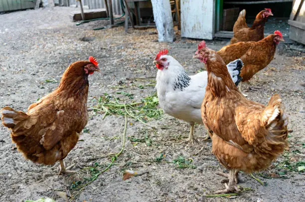 Photo of Several red farm chicken (breeds: Redbro, Lohmann Brown, Hisex Brown, Hy-Line) and white (Adler silver breed) walk in yard the countryside