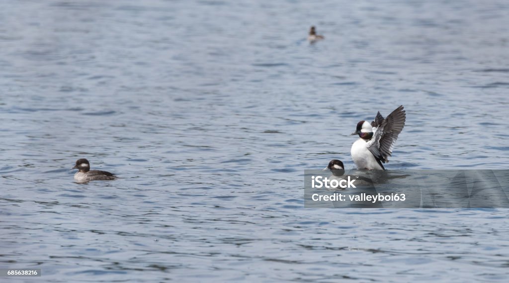 Bufflehead ducks (Bucephala albeola) in springtime. Bufflehead ducks (Bucephala albeola).  Wings flapping, mating pairs compete for the best genes during their brief stay on a lake in northeastern Canada. Animal Behavior Stock Photo