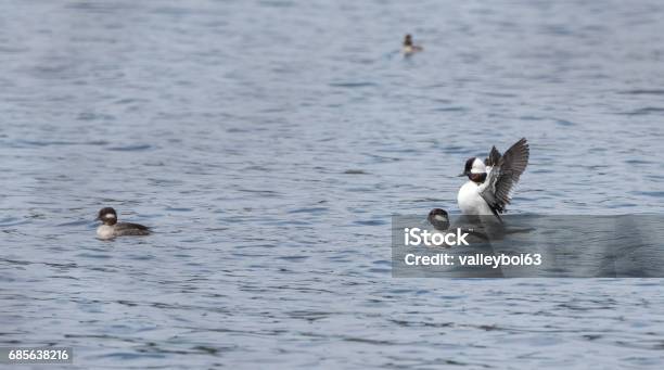 Bufflehead Ducks In Springtime Stock Photo - Download Image Now