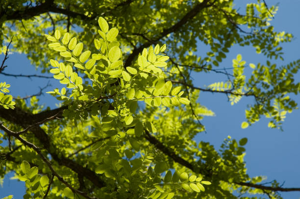 istock leaves of a robinia 685643408