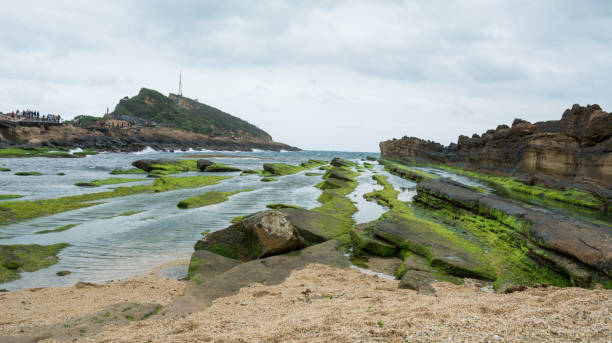 Moss on rocky coast in wide view stock photo