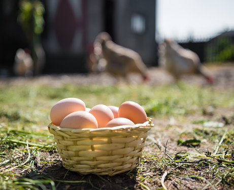 Fresh organic eggs in the basket. Hens in the background