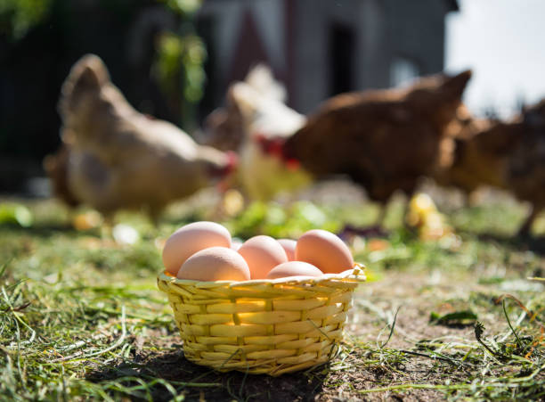 istock Fresh organic eggs in the basket 685643636