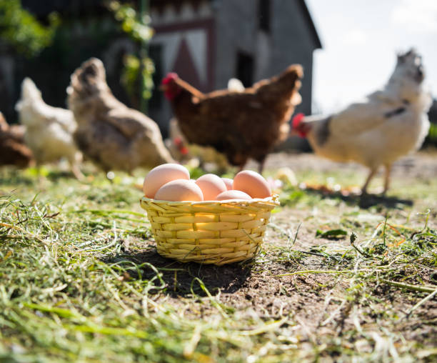 istock Fresh organic eggs in the basket 685643898