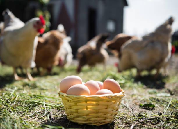 istock Fresh organic eggs in the basket 685644006