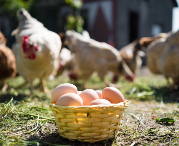istock Fresh organic eggs in the basket 685644122