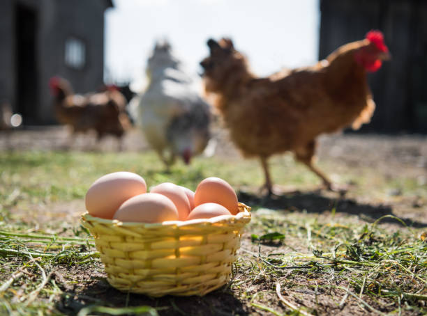 istock Fresh organic eggs in the basket 685646180