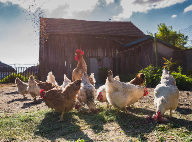 istock Man feeding hens on the farm 685646502