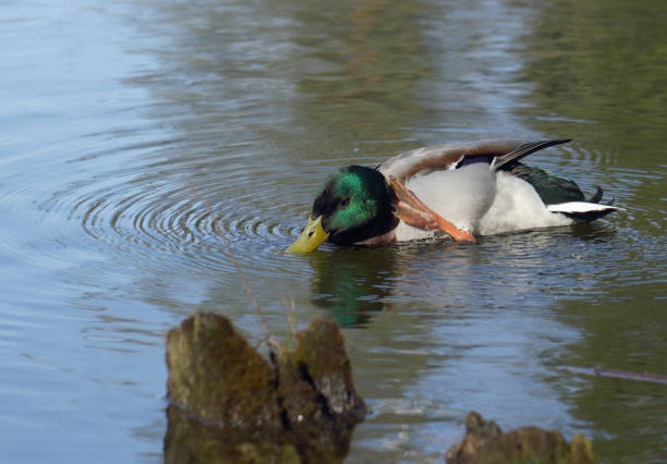 istock Male mallard duck prinking 685650478