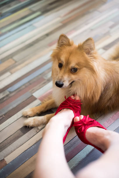 lucky filhote - dog human leg stiletto beauty - fotografias e filmes do acervo