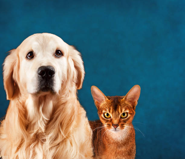 istock Cat and dog, abyssinian kitten , golden retriever. Sad anxious expression 685655740