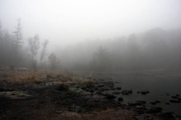 Cold misty morning in the wetland