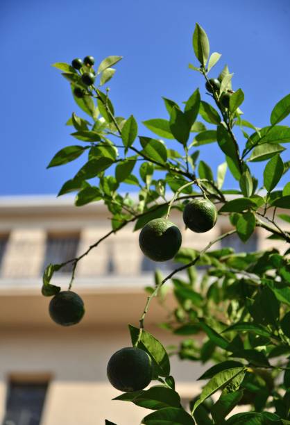 Oranger à Jaffa - Photo