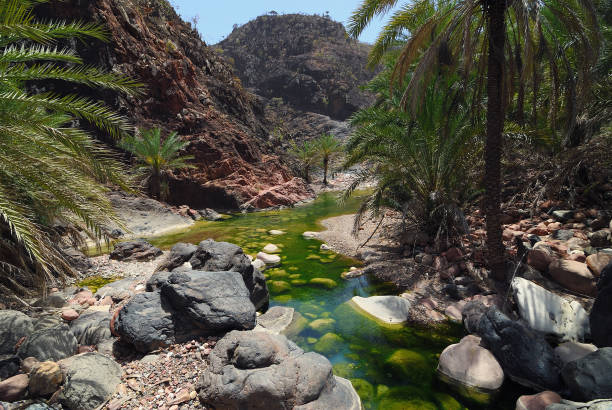 Socotra island, river in Wadi Dirhur. Yemen Yemen. Most beautiful canyon on Socotra island Wadi Dirhur. Mountain river between roks adenium photos stock pictures, royalty-free photos & images