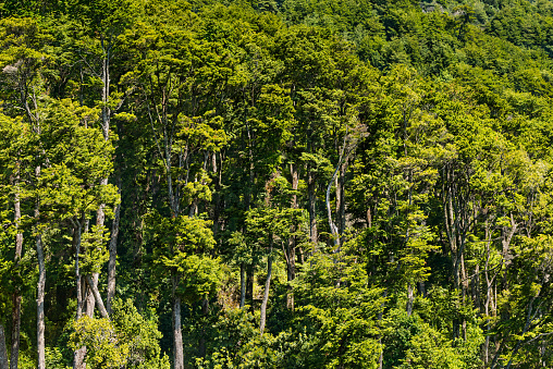 A forest in the shores of Lake Todos Los Santos, Southern Chile