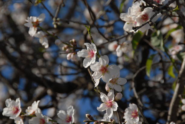 istock Almond blossom in Spain 685674882