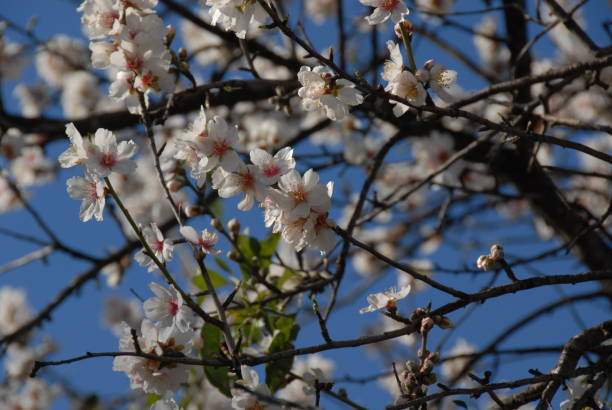 istock Almond blossom in Spain 685674904